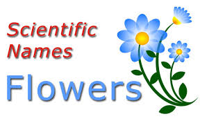 Scientific Names Common Flowers Checkall In