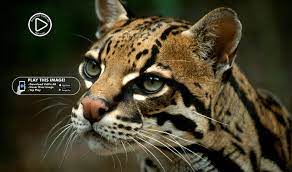 Want To See Something Really Cool Download The Vidpic Ar App In The App Store Or Google Play It S Free Downloads Fast A Big Cat Rescue Feline Big Cats