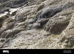 Image result for Oricia