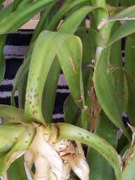 Image result for puklice