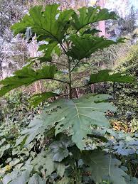 Image result for Solanum chrysotrichum