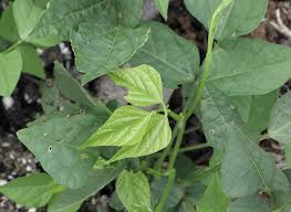 Image result for Psophocarpus scandens