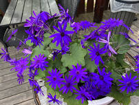 St Cleer Gardening Club