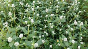 Image result for Gomphrena celosioides
