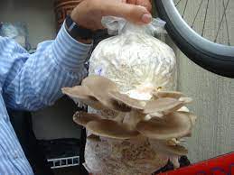 Introduccin orellana shiitake es un hongo comestible conocimos las propiedades nutricionales y medicinales de las orellanas. Orellanas Hongos Agricultura Organica Jardineria