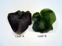 Is your african violet drooping leaves? Another Sport Of Yukako Chimeraav Com