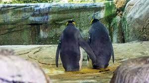 The king penguin ( aptenodytes patagonicus ) is the second largest penguin in the world, exceeded in size solely by its closest relative, the even more grandly named emperor penguin ( aptenodytes forsteri ). Gay Penguin Couple Had No Egg Of Their Own So They Stole One Live Science