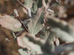 Image result for Catophractes alexandri