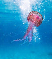 Monterey Bay Aquarium Virtual Field Trip Fun Things To Do For Kids In 2020 Jellyfish Ocean Creatures Wildlife Photography