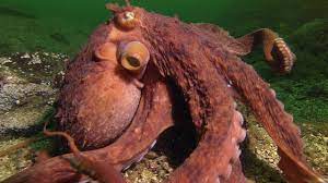 Super Smart Octopus Steals Crab From Fisherman Giant Pacific Octopus Octopus Octopus Images