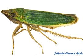 Image result for Chamaeclitandra