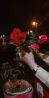 pin by هبة بندق on صور خلفيات beautiful rose flowers holding flowers beautiful roses
