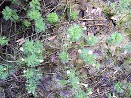 Image result for Limnophila indica