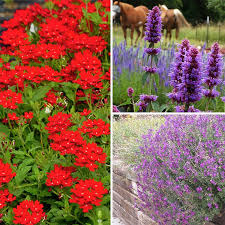 They look great and will thrive in full to partial shade. Container Garden For Full Sun High Country Gardens