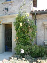 Maybe you would like to learn more about one of these? Solandra Maxima Cup Of Gold Vine Plantmaster