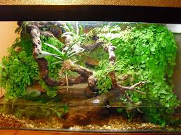 Zengin Arka Plan Guzel Sulu Tasarim Terrarium Reptile Tank Vivarium Reptile Enclosure