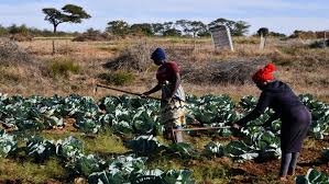 Racial tensions rise in south africa over farm killing. Land Ownership Marks An Important Milestone Ramaphosa Sabc News Breaking News Special Reports World Business Sport Coverage Of All South African Current Events Africa S News Leader