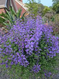 Image result for Baphia speciosa