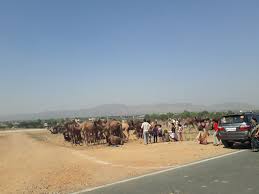 Now we recommend you to download first result sayyan song from latest malayalam movie camel safari directed by jayaraj mp3. Shankar Camel Safari Pushkar Destimap Destinations On Map