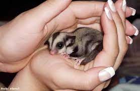 I love sugar glider, i have 6 years experience petting suggies and i love cats too :) i owned a pair of sugar glider 6 years ago. Cute Sugar Gliders Not Suitable Pets M Sia