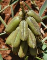 Image result for Crotalaria bernieri