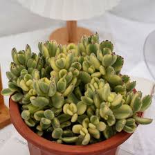 Image result for Cuviera tomentosa