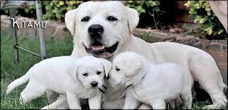 Check spelling or type a new query. White English Labrador Retriever Puppies For Sale Family Raised Labrador Retriever Puppies English Lab Puppies Labrador Retriever