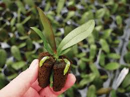 نتیجه جستجوی لغت [acclimatized] در گوگل