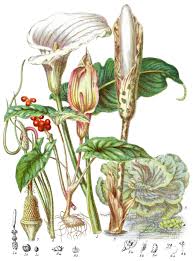 Image result for Araceae