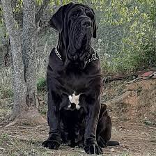 Comme presque tous les molosses, le mâtin napolitain serait issu du dogue du tibet. Le Matin Napolitain La Race Les Feux De L Azur Eleveur De Matins De Naples