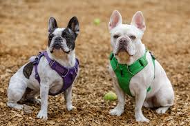 Join millions of people using oodle to find puppies for adoption, dog and puppy listings, and other pets adoption. 13 Awesome French Bulldog Mixes A Full Guide To Choosing The Best Mix Happy French Bulldog