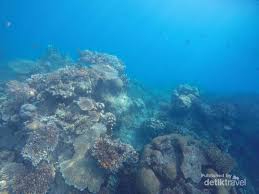 Tempat dimana sobat bisa mendapatkan kumpulan gambar hd. Foto Bawah Laut Karimunjawa Oke Juga