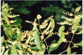 Image result for Vernonia congolensis