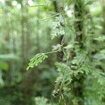 Image result for Asplenium mannii