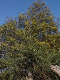 Image result for Microcharis asparagoides