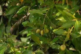 Image result for Pyrostria bibracteata