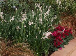 Image result for Wurmbea angustifolia