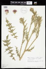 Image result for Carduus nyassanus