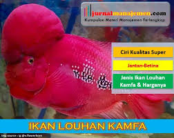 Maybe you would like to learn more about one of these? Berbagai Jenis Ikan Louhan Kamfa Beserta Ciri Ciri Dan Harganya