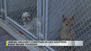 Our google maps makes it easy to realize how many shelters and rescues work in the greater albuquerque area. Albuquerque Animal Welfare Hosts Christmas In July Adoption Event Krqe News 13