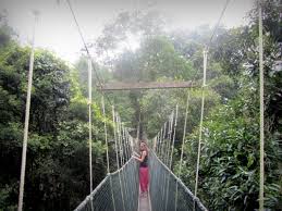 However, if you are limited on time and, perhaps on the level of fitness required, then the area near kuala tahan and the tembeling river is quite accessible for the. Taman Negara Hiking Guide Budget Bucket List