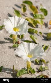 Image result for Ipomoea stolonifera