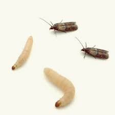 Signs of infestation include silky webbing and excretion from larvae. Pantry Moth Natural Solutions Wendyls Green Goddess