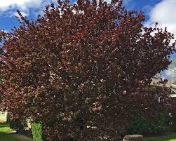 We did not find results for: Plants For Dallas Your Source For The Best Landscape Plant Information For The Dallas Ft Worth Metroplex Purple Leaf Plum Tree