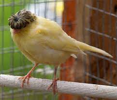 Küçükken uçakta rıdvan dilmen'in kucağına oturduğunu anlatan nursel ergin, herkesi güldür. Nohut ×'×˜×•×•×™×˜×¨ Sen Kanarya Degil Misin Niye Peruk Taktin Kardesim