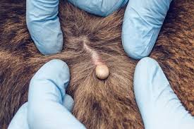 Since a tick needs at least 36 hours of feeding to be engorged, an engorged tick indicates you can tell that a tick has fed on the blood of your dog if it is engorged. How To Remove A Tick From A Dog What Ticks Look Like On A Dog