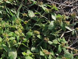 Image result for Euphorbia ophthalmica