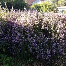 Image result for Hypoestes aristata