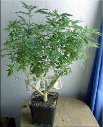 By oldtimer1 (foreward and adaptation by nebula haze) this marijuana grow tutorial is a condensed version of the classic how to keep a bonsai mum article written by the legendary oldtimer1.although the original article was published in 2000, this bonsai training method recently resurfaced and has become popular for hobbyist cannabis growers without a lot of space. Bonsai Mums By Oldtimer1 Overgrow Com