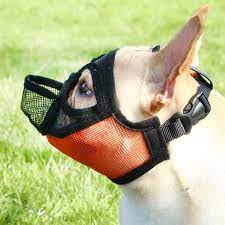 We are jimmy bane & will clayton the owners of bane bulldogs. French Bulldog Muzzle Frenchie World Shop